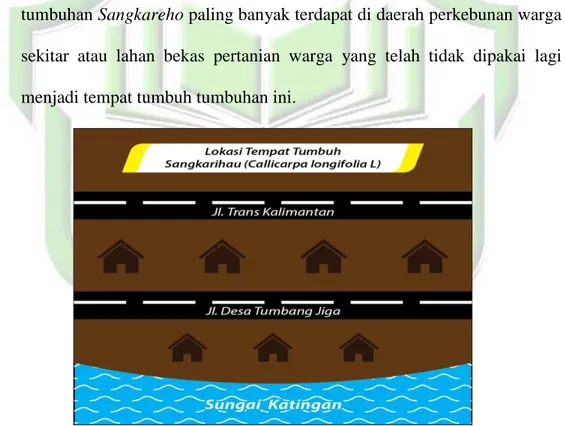 Gambar 5 Lokasi Tempat Tumbuh Sangkareho (Callicarpa longifolia L) 