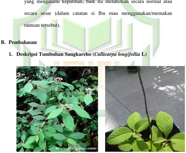 Gambar 6 Tumbuhan Sangkareho (Callicarpa longifolia L)  Klasifikasi Tumbuhan : 