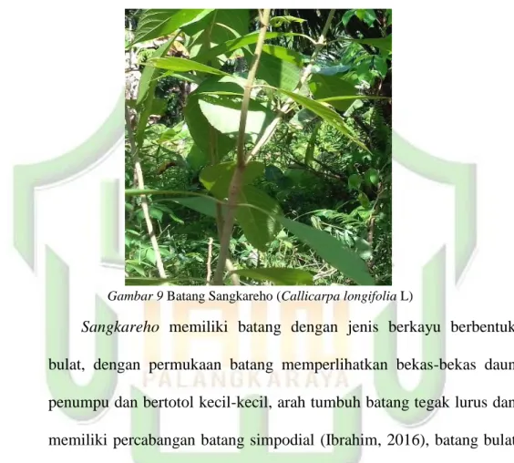 Gambar 9 Batang Sangkareho (Callicarpa longifolia L)