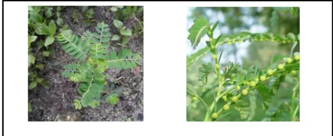 Gambar 1. (a) Tumbuhan Meniran Hijau (Phyllanthus niruri Linn); (b) Bunga Meniran Hijau  di Ketiak Daun 