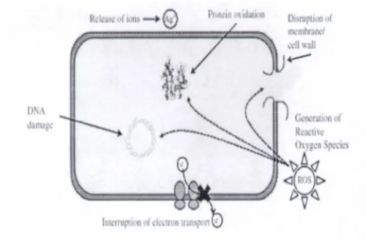Gambar 1. Beberapa mekanisme aktifitas antimikroba yang  digunakan oleh bahan komposit nano (Sumber:  Emamifar, 2010) 