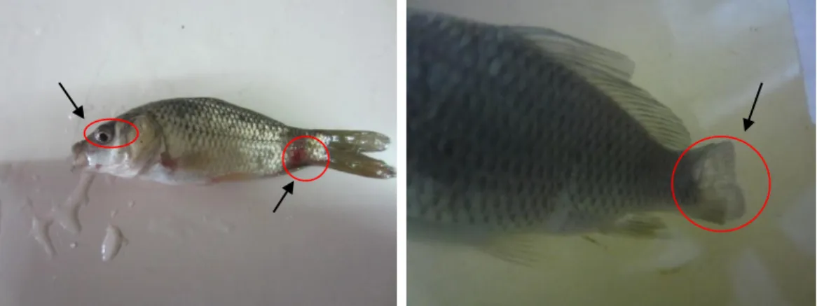Gambar 4. Gejala klinis benih ikan mas (a) Peradangan dan mata menonjol   (b) Kerusakan sirip 
