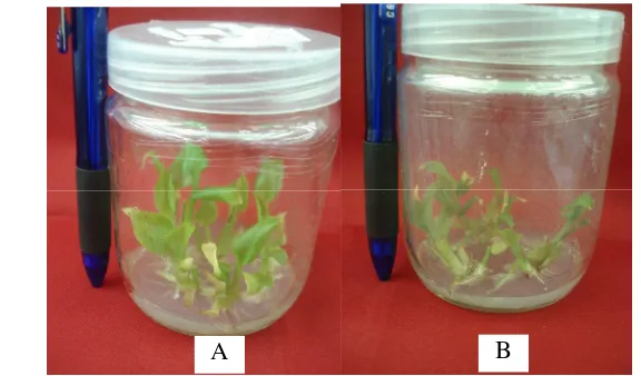 Gambar 4Kondisi tunas in vitro pada sub-kultur ke-4 (A) dan sub-kultur ke-7