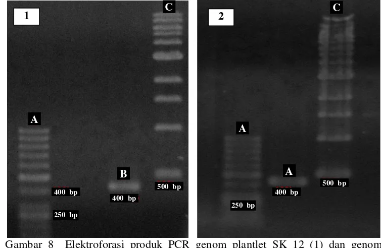 Gambar 8Elektroforasi produk PCR genom plantlet SK 12 (1) dan genom