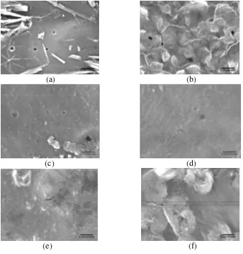 Gambar 2.3 Mikrostruktur edible film kitosan (a) Asetat + Palmitat 5%; (b) 