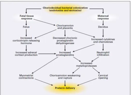 Gambar 2.2. Mekanisme Potensial Persalinan Preterm akibat Kolonisasi Bakteri  Koriodesidua ( Goldenberg 2000 ) 