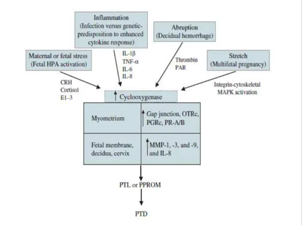 Gambar 2.3. Jalur Patogenesis persalianan preterm (Lockwood CJ,2007) 