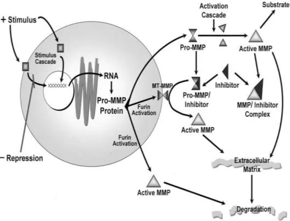 Gambar 2.4. Skema aktivasi dari Matrik Metalloproteinase (Curry TE, dkk, 2002) 