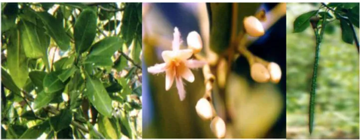 Gambar 2.2 Daun, bunga, dan buah Rhizophora mucronata  (Sumber : Nugraha, 2011) 