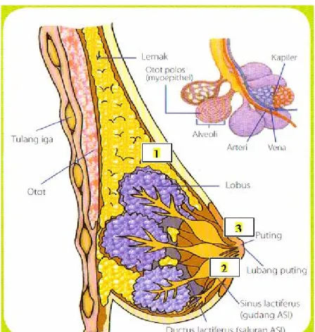 Gambar 2.1 Anatomi Payudara
