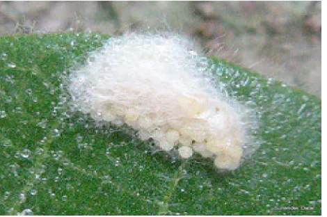 Gambar 1 :  Telur Larva Spodoptera litura (Anonim 2009b) 