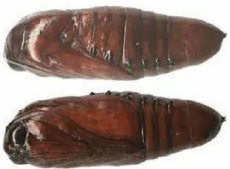 Gambar : 2. larva spodoptera litura Instar V ( Anonim 2010a) 