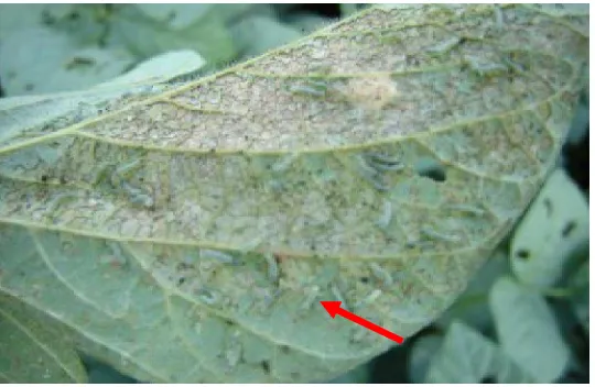 Gambar    5 : Larva Spodoptera litura  Instar dua (Anonim 2008c) 