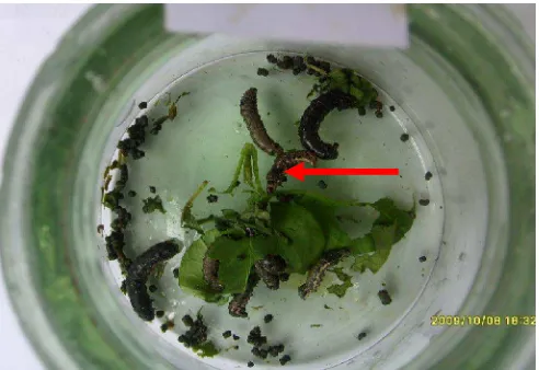 Gambar 7. Larva Spodoptera litura yang mati pada perlakuan urin sapi 