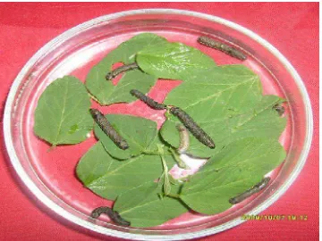 Gambar 10. Larva Spodoptera litura pada pencelupan air 