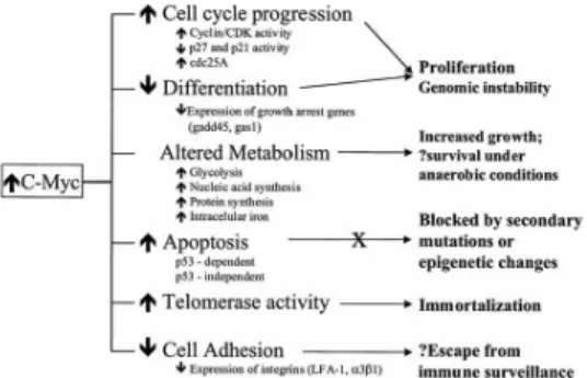 Gambar 1. Efek ekspresi berlebih c-myc pada fungsi sel yang memacu  tumorigenesis.