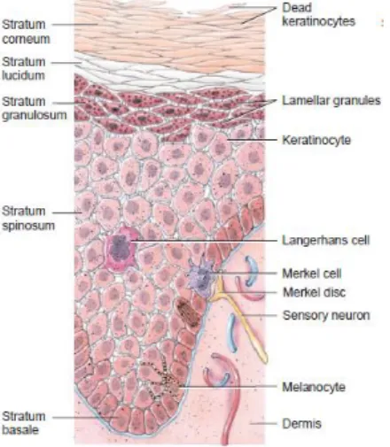 Gambar 2. Struktur kulit (Tortora, 2009) 