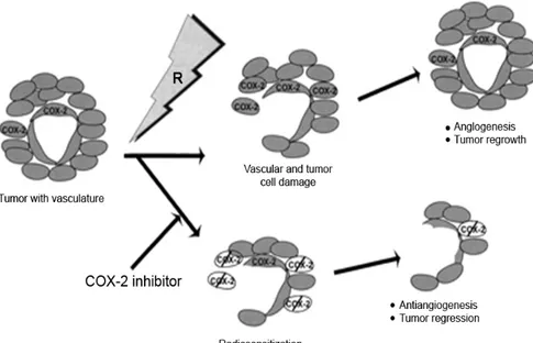 Gambar 2.1 Mekanisme COX-2 untuk meningkatkan efek radiasi. 