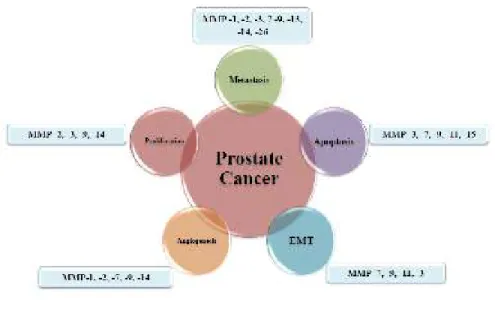 Gambar 2.12                                                                                                             Peranan MMP pada progresi kanker prostat ( Gong et al., 2014) 