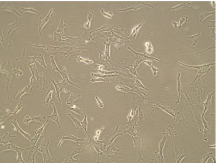 Gambar 2.2.  Fibroblas 