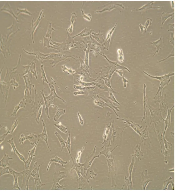 Foto 6. Fibroblas NIH3T3. 