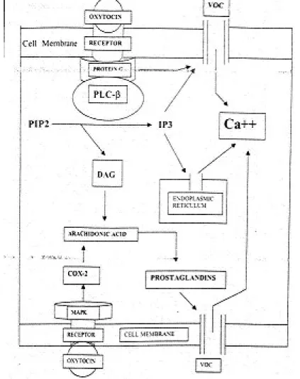 Gambar 2. Mekanisme aksi oksitosin. 6 