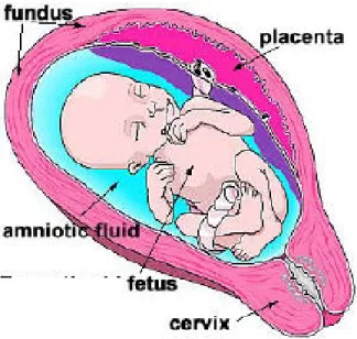 Gambar 1. Struktur uterus dalam keadaan hamil. 1 