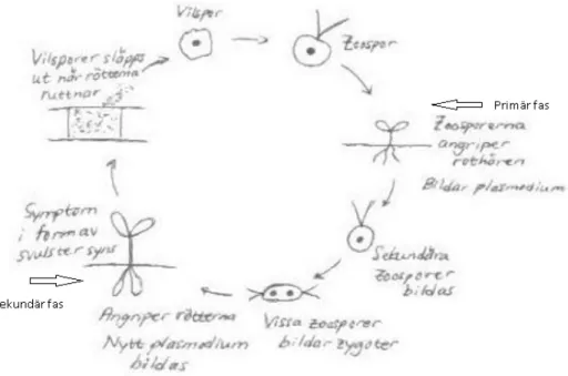 Figur 2. Illustration av klumprotsjukans livscykel. Källa: Nilsson, 2013 