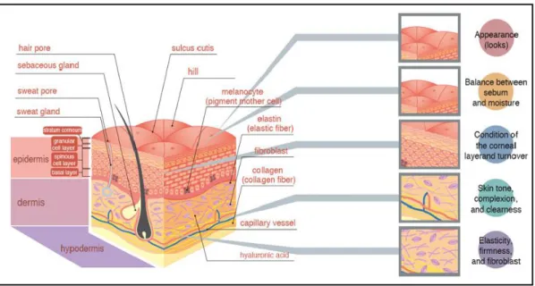 Gambar 1. Anatomi Kulit Manusia (Taghizadeh dan Bastanfard, 2012)  Lapisan  epidermis  terbagi  dari  bagian  terluar  hingga  ke  dalam  menjadi  5  lapisan, yakni (Mescher, 2013): 
