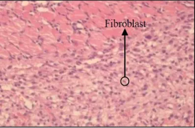 Gambar 3. Sel fibroblast dengan pewarnaan Hematoxylin-eosin (Nawir, 2015)  Fibroblast membuat serat-serat kolagen, retikulin, elastin, glikosaminoglikan  dan  glikoprotein  dari  substansi  intercellular  amorf