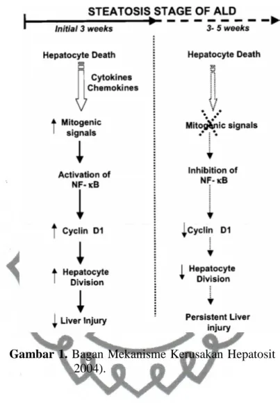 Gambar 1. Bagan Mekanisme Kerusakan Hepatosit (Udayan et al.,  2004). 