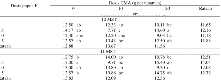 Tabel 6.  Pengaruh interaksi pemberian inokulan CMA dan pemupukan P terhadap jumlah tangkai daun 10  MST 
