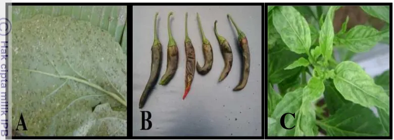 Gambar 2. Serangan hama, Kutu daun (A), Lalat buah (B) dan Tungau (C) 