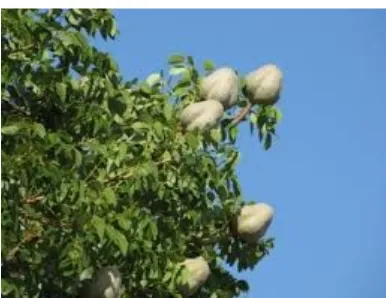 Gambar 1. Pohon mahoni