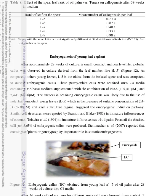Table 8.  Effect of the spear leaf rank of oil palm var. Tenera on callogenesis after 39 weeks 