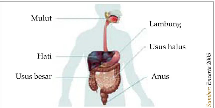 Gambar 3.2  Sistem pencernaan pada manusia