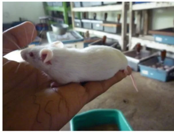 Gambar 1. Mencit Putih (M. musculus) 