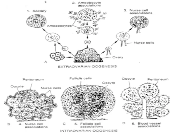 Gambar 10.11. Ovarium dan testes Polychaeta yang terletak path peritoneum.