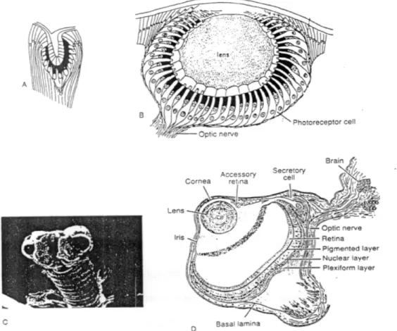 Gambar 10.8. A. mata sederhana 