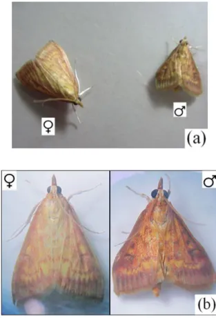 Gambar 5  Imago O. furnacalis: (a) sebelah kiri imago betina dan sebelah kanan                     imago jantan dengan ukuran yang lebih kecil, (b) sebelah kiri imago                    betina dan sebelah kanan imago jantan dengan warna yang lebih gelap  
