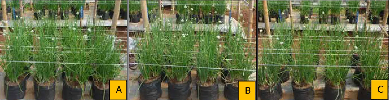 Tabel 1.    Pengaruh teknik pemberian BAP dan pemupukan NPK terhadap pembungaan bawang merah  di dataran rendah Subang (Effect of BAP application technique and NPK fertilization on flowering 
