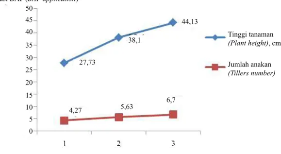 Gambar 2.  Rerata tinggi tanaman dan jumlah anakan bawang merah pada semua perlakuan BAP (Average 