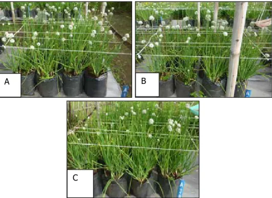 Gambar 3. Tingkat pembungaan pada perlakuan A (penyiraman BAP tiga kali), B (perendaman dan  penyiraman BAP dua kali), dan C (perendaman)  [The rate of flowering in treatment A (BAP 