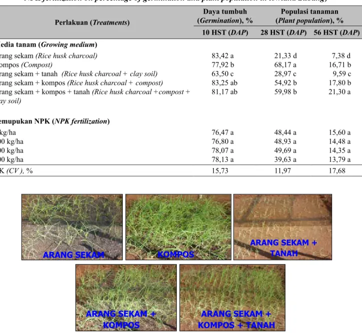 Gambar 1.  Pertumbuhan tanaman bawang merah asal TSS pada umur 28 HST pada berbagai media tanam  (Growth of shallot at 28 DAP plant from TSS in different growing media)