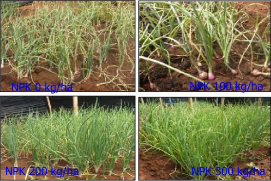 Gambar 2.  Pertumbuhan tanaman bawang merah asal TSS pada umur 56 HST pada perlakuan media arang  sekam + kompos + tanah dengan berbagai dosis NPK (Growth of shallot from TSS at 56 DAP in 