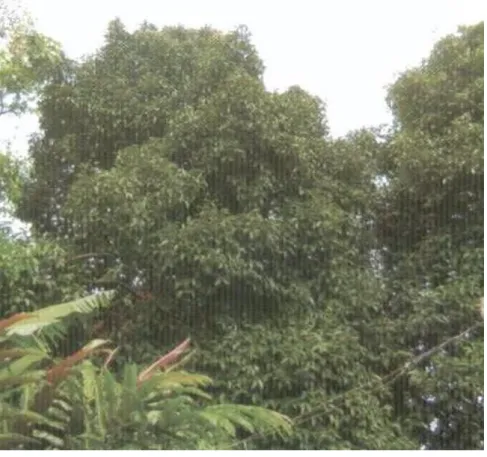 Gambar  3. Tanaman manggis yang sehat 