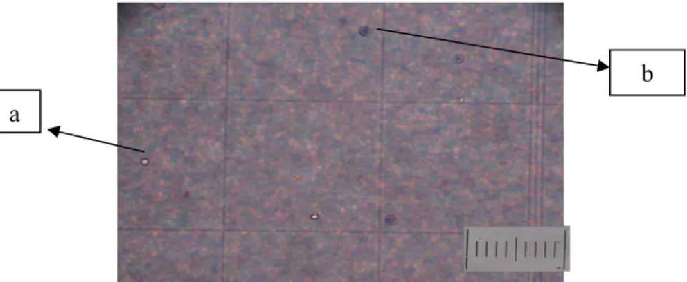 Gambar 1. Morfologi sel mieloma dengan pewarnaan trypan blue; (a) sel hidup;  (b) sel mati; (bars = 100μm) 