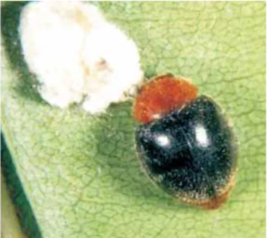 Gambar 4  Imago kumbang Cryptolaemus montrouzieri (Sumber: Tanwar et al.  