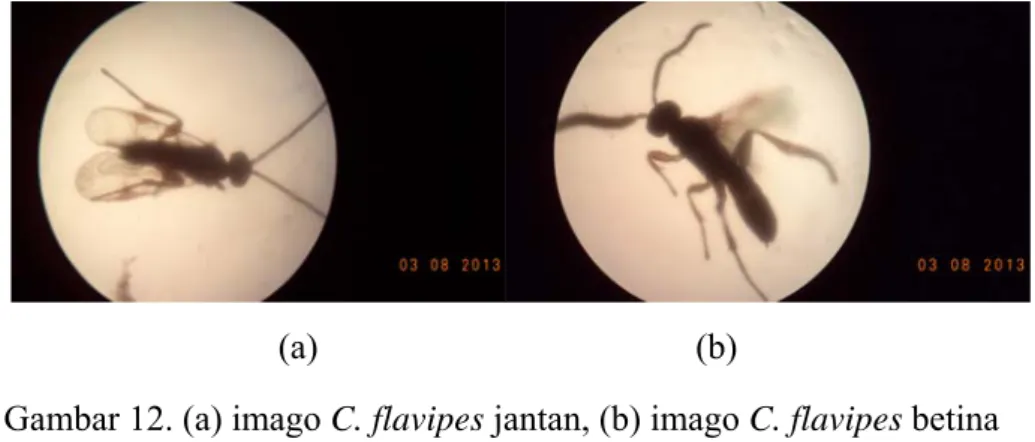 Gambar 12. (a) imago C. flavipes jantan, (b) imago C. flavipes betina 