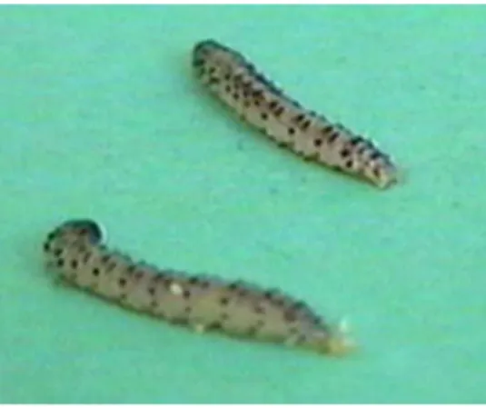 Gambar 2. Larva C. sacchariphagus 